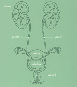 Illustration of the urinary tract